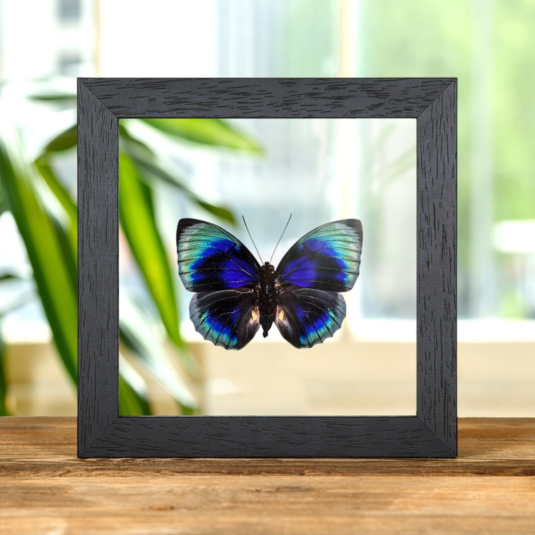 Agrias Butterfly In Clear Glass Box Frame (Agrias beatifica lachaumei)