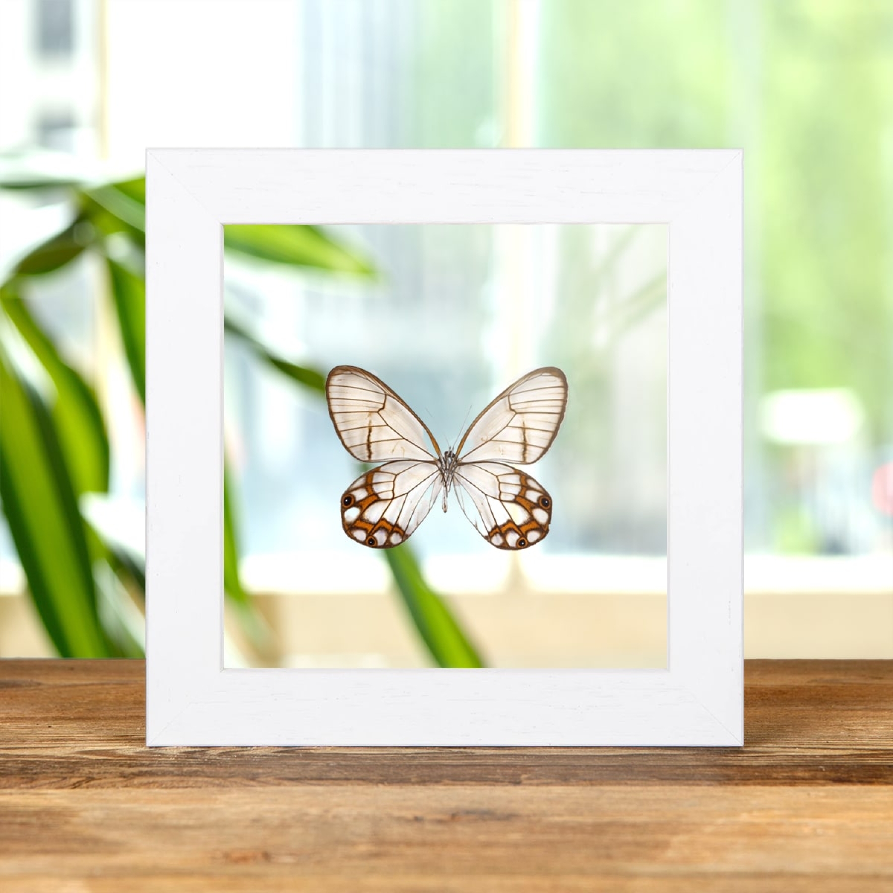 Hypaesia Satyr Butterfly In Clear Glass Box Frame (Pseudohaetera hypaesia)