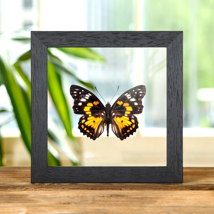 Eastern Courtier Butterfly In Clear Glass Box Frame (Sephisa chandra)