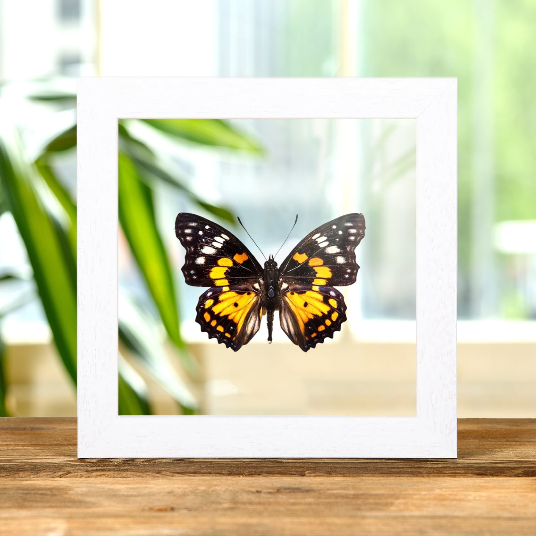 Minibeast Eastern Courtier Butterfly In Clear Glass Box Frame (Sephisa chandra)