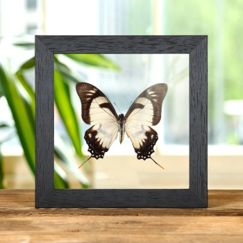 Dolicaon Kite Swallowtail Butterfly In Clear Glass Box Frame (Eurytides dolicaon)