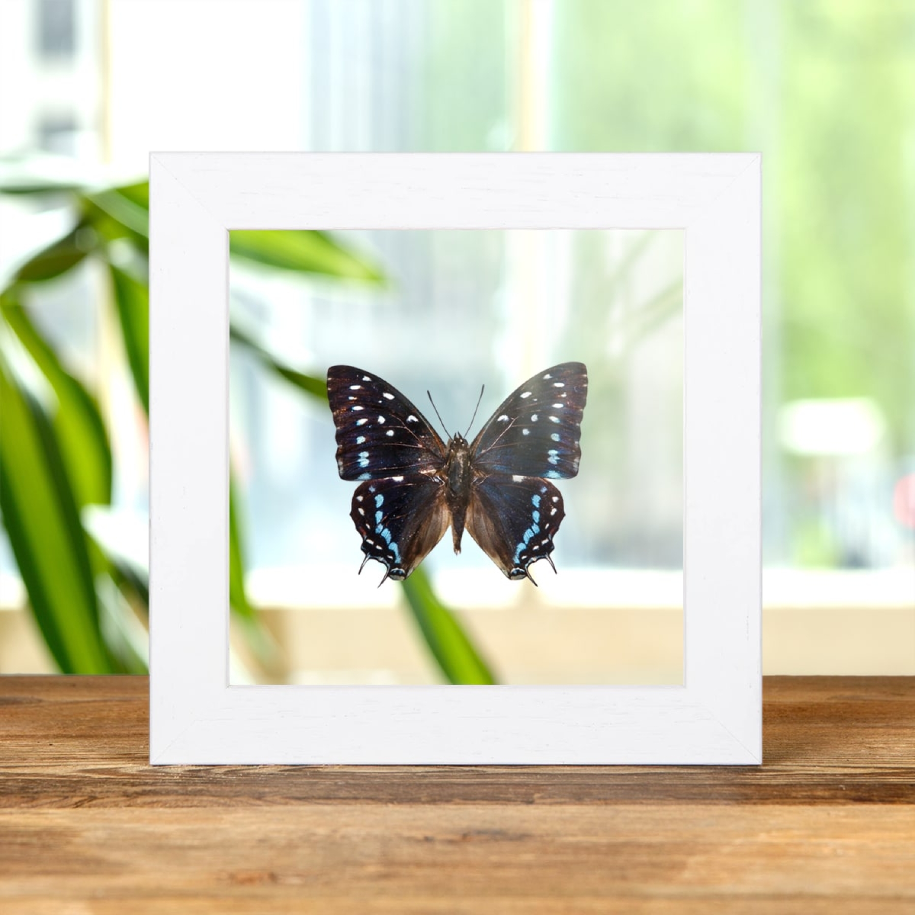 Scarce Forest Emperor Butterfly In Clear Glass Box Frame (Charaxes etesipe)