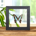Minibeast Blue Triangle Butterfly In Clear Glass Box Frame (Graphium sarpedon)