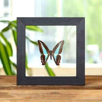 Blue Triangle Butterfly In Clear Glass Box Frame (Graphium sarpedon)