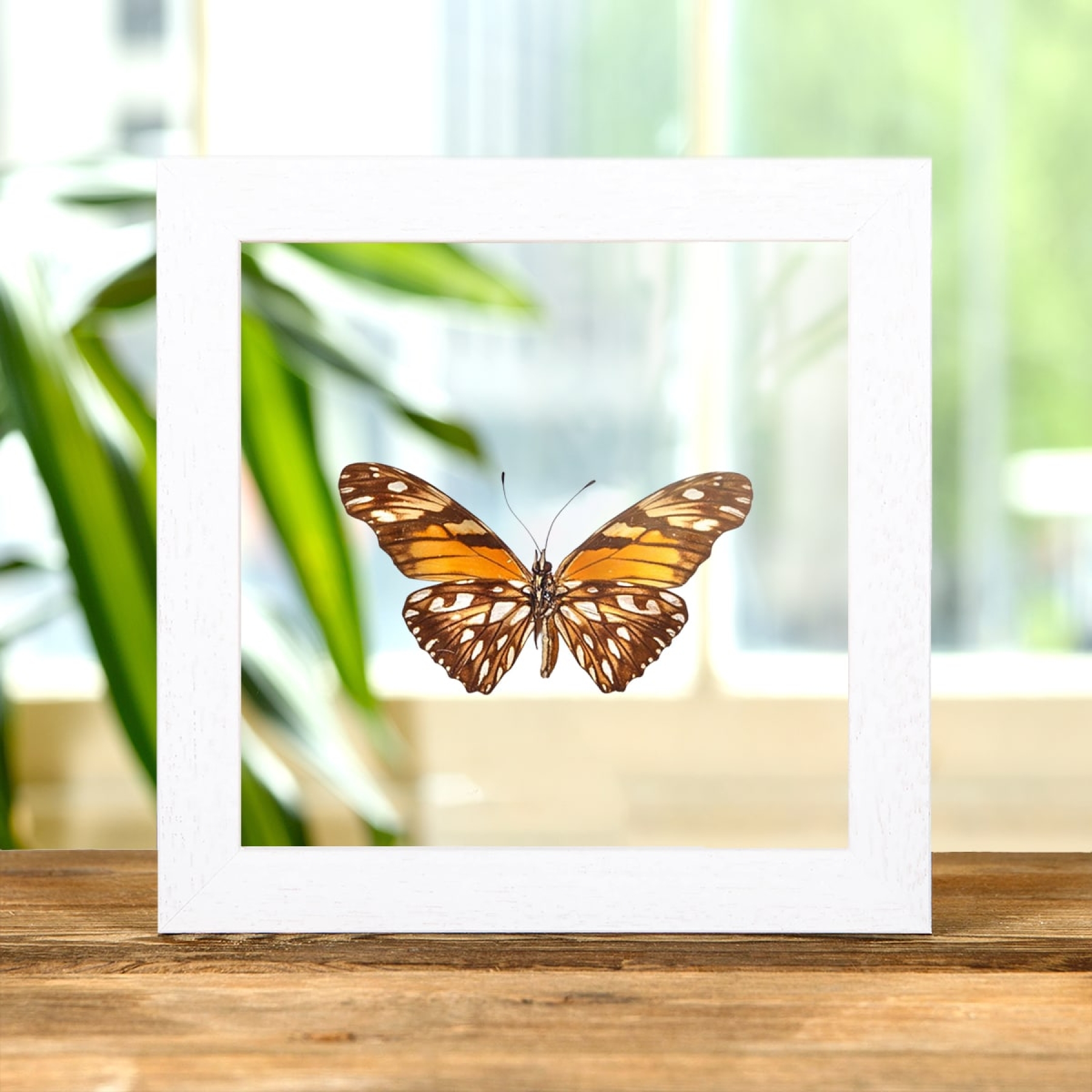 Juno Silverspot Butterfly In Clear Glass Box Frame (Dione june)