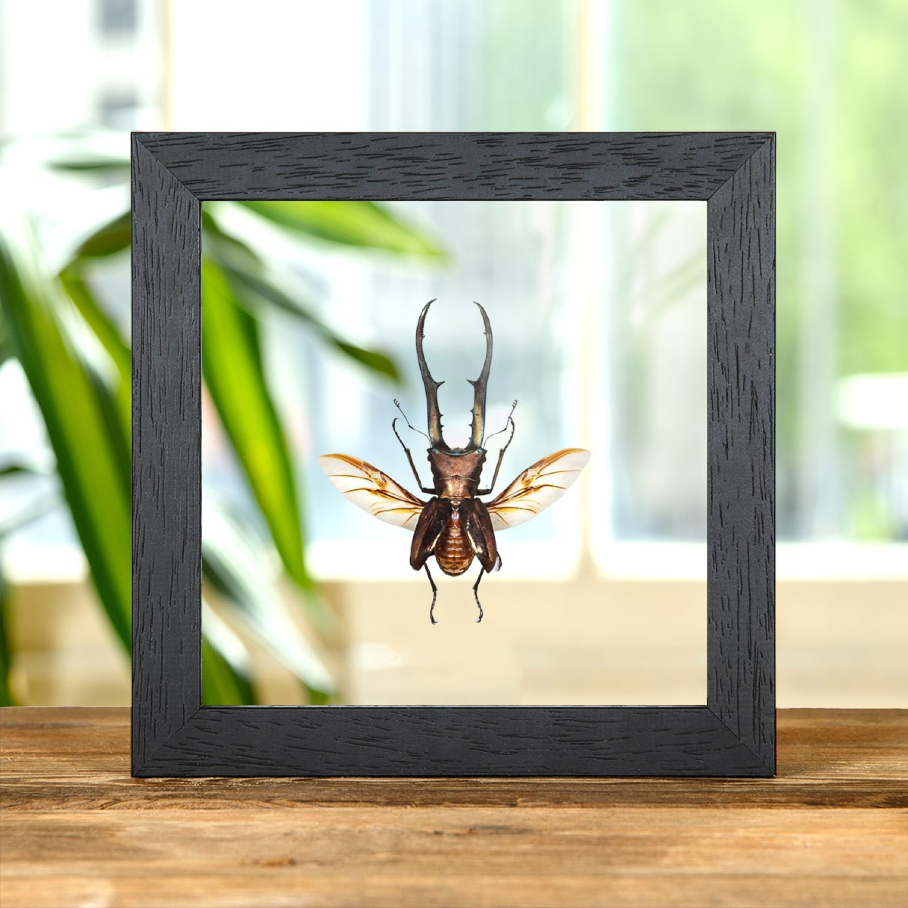 Minibeast Stag Beetle with Wings Spread In Clear Glass Box Frame (Cyclommatus metallifer finae)
