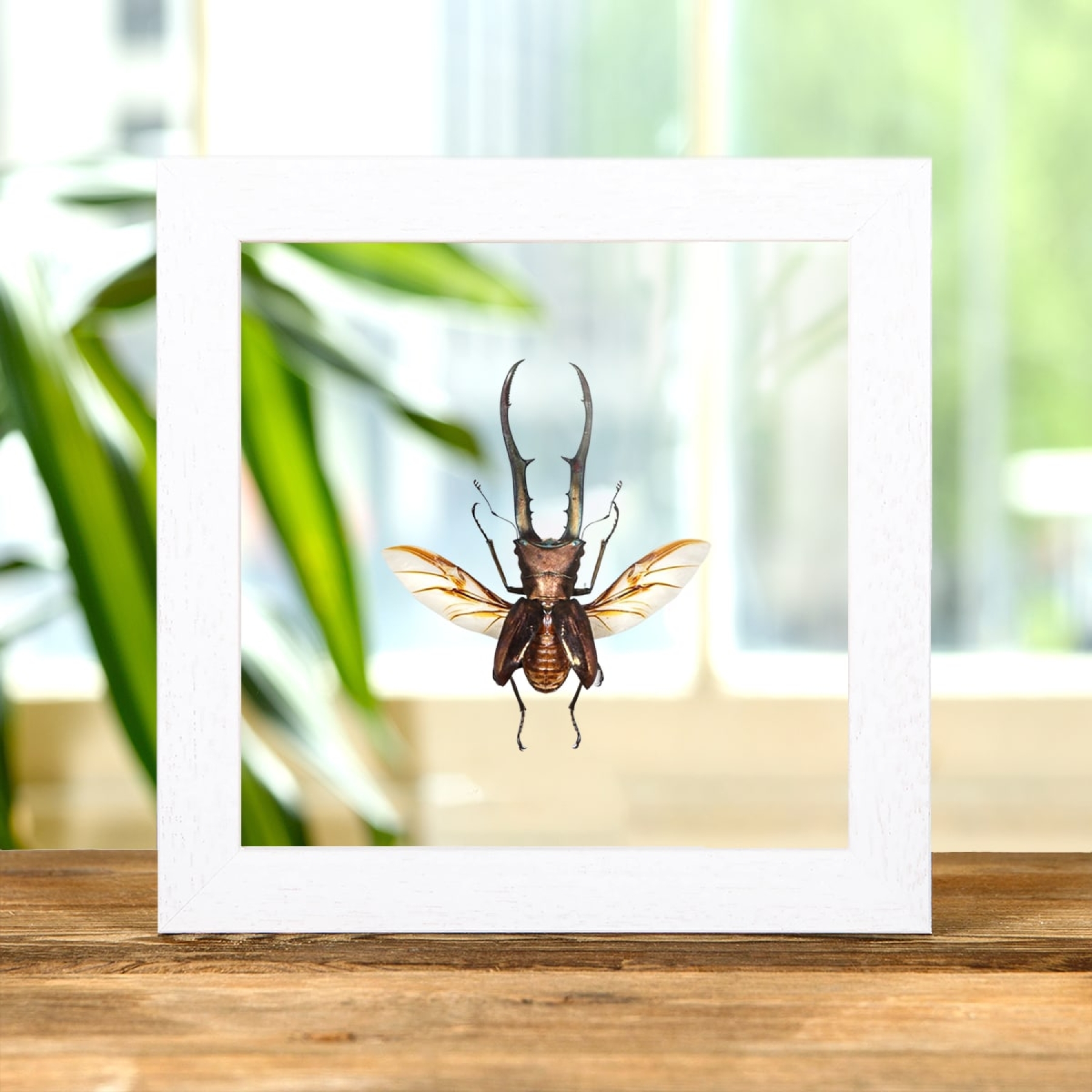 Minibeast Stag Beetle with Wings Spread In Clear Glass Box Frame (Cyclommatus metallifer finae)