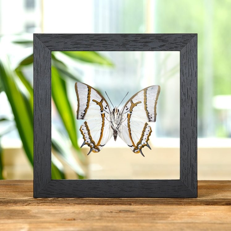 The Great Nawab Ventral Side Butterfly Ventral Side In Clear Glass Box Frame (Polyura eudamippus)