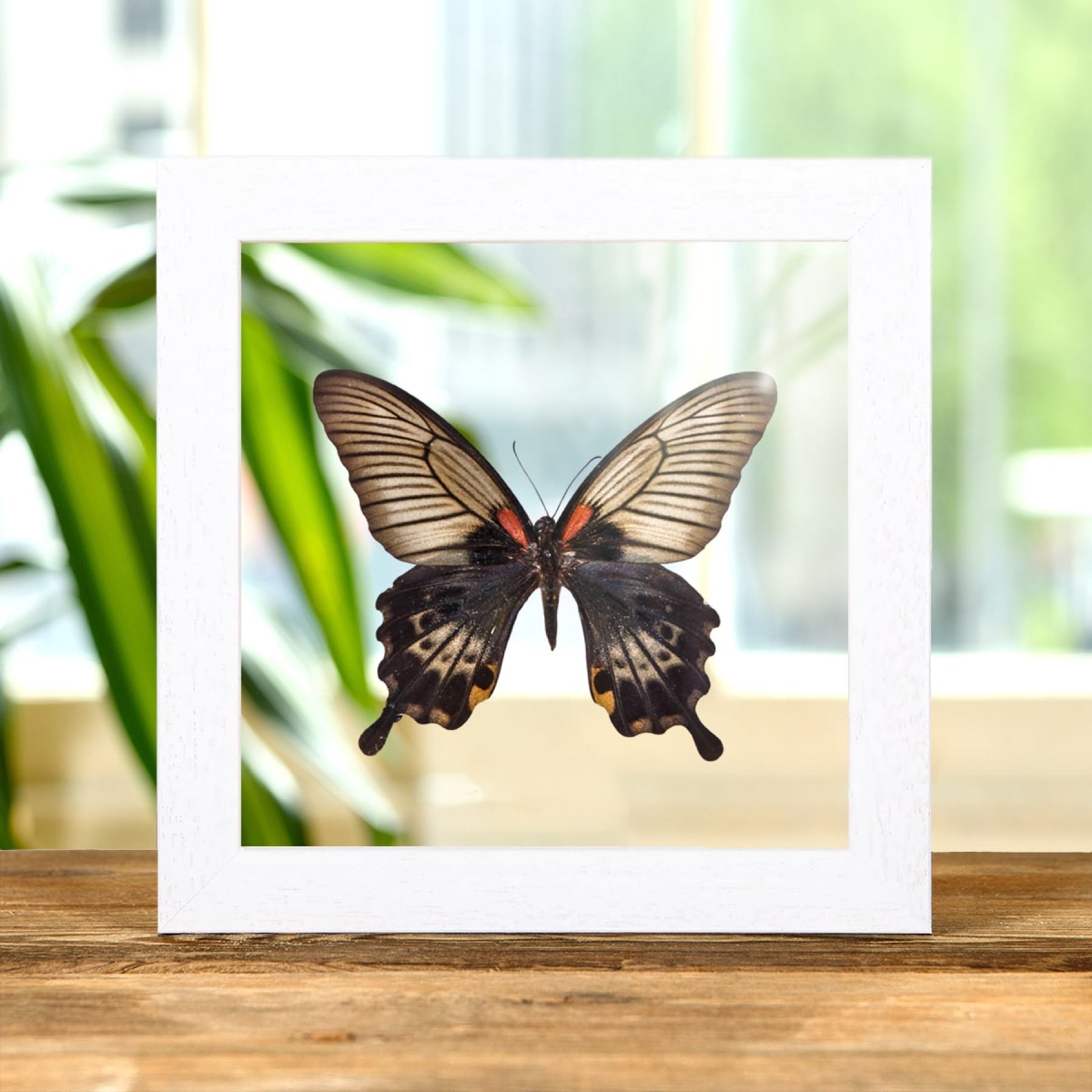 Great Yellow Mormon Butterfly In Clear Glass Box Frame (Papilio lowi) Great Yellow Mormon Butterfly In Clear Glass Box Frame (Papilio lowi)