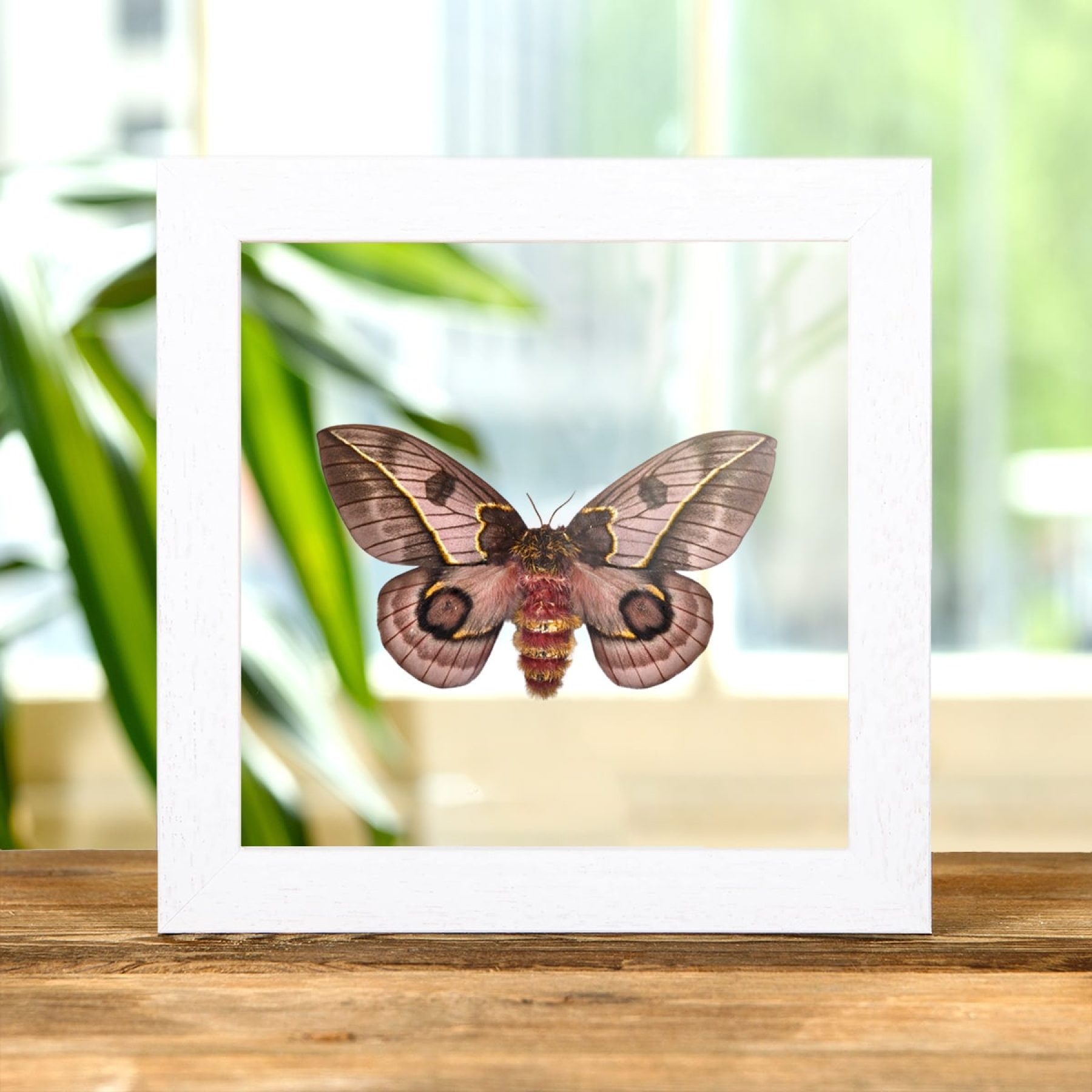Pink Silkmoth In Clear Glass Box Frame (Automeris frankae)