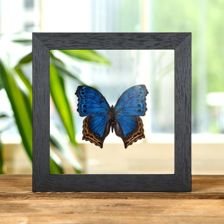 Blue Mother-Of-Pearl Butterfly In Clear Glass Box Frame (Protogoniomorpha temora)