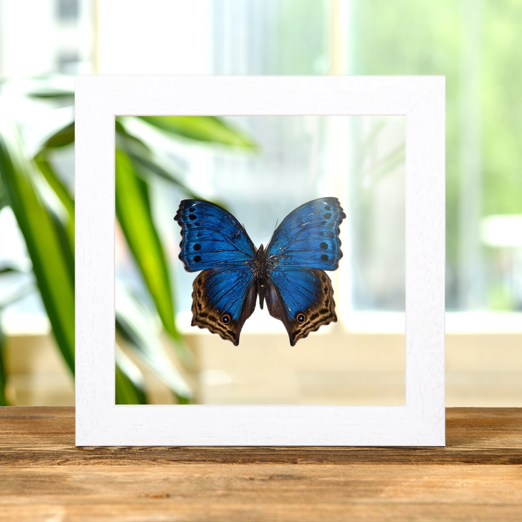 Blue Mother-Of-Pearl Butterfly In Clear Glass Box Frame (Protogoniomorpha temora)