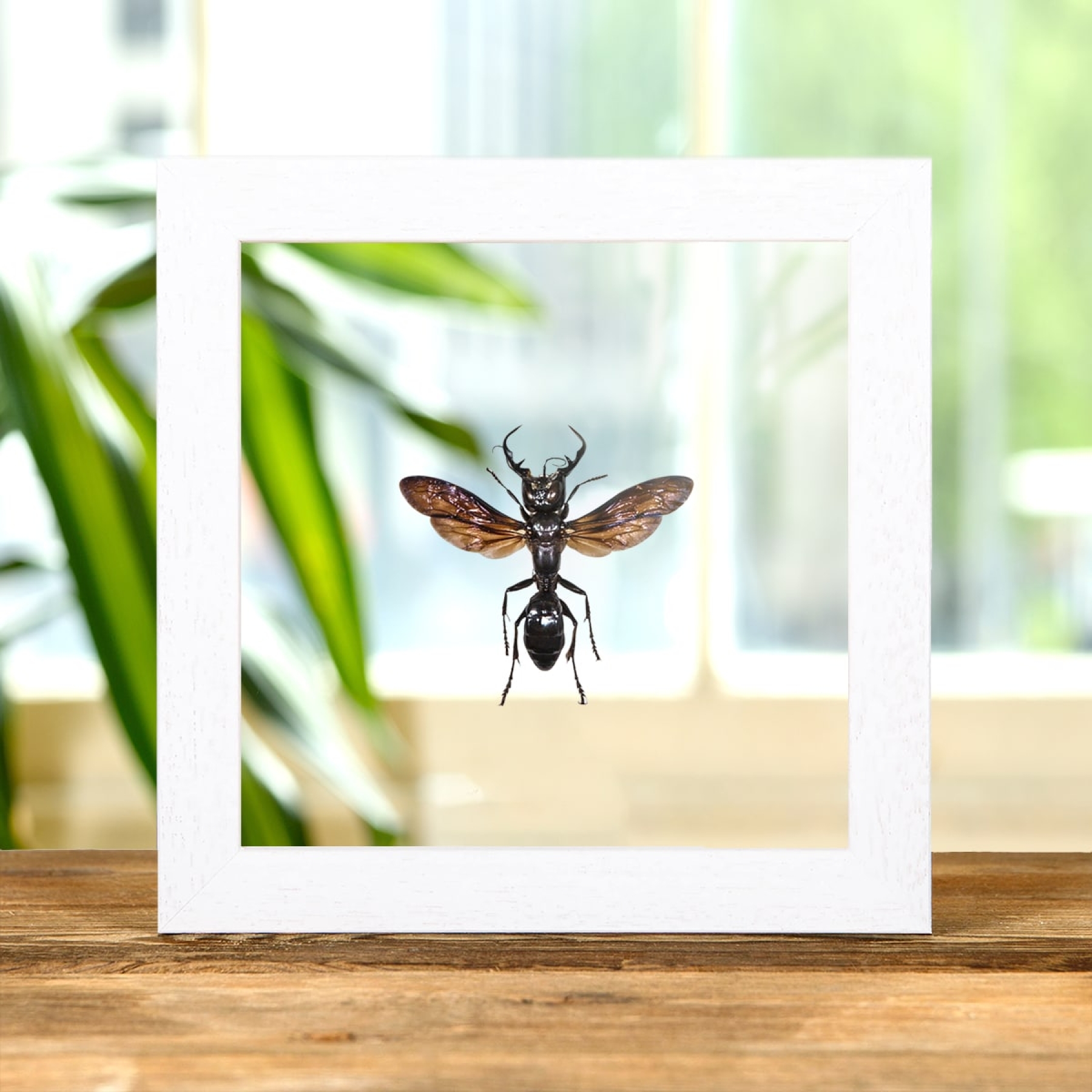 King of Wasps In Clear Glass Box Frame (Megalara garuda)