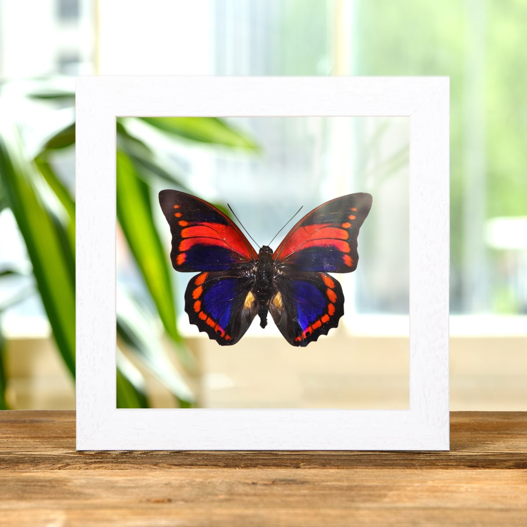 Prepona praeneste Butterfly from Peru In Clear Glass Box Frame