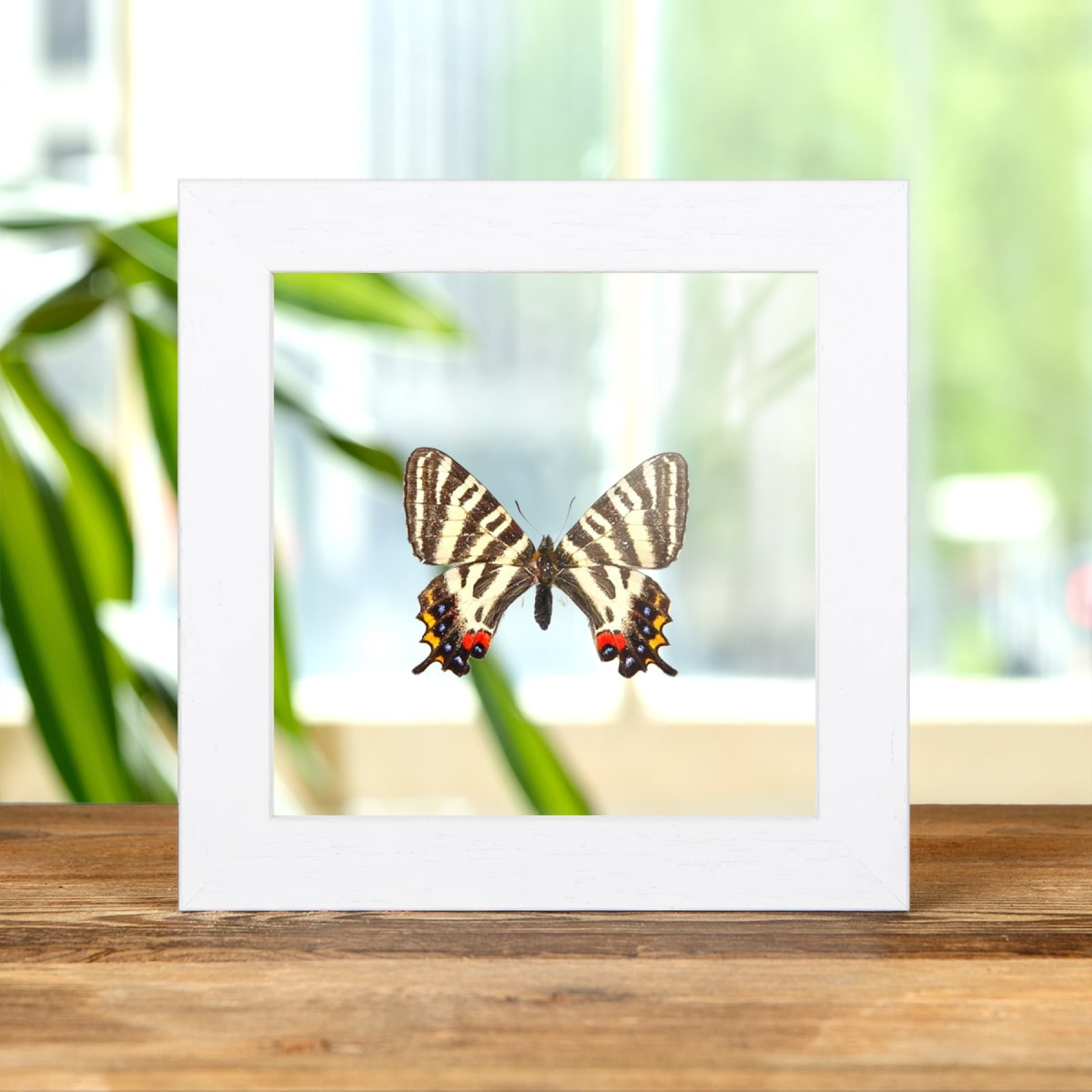 Minibeast Gifu Butterfly In Clear Glass Box Frame (Luehdorfia japonica)