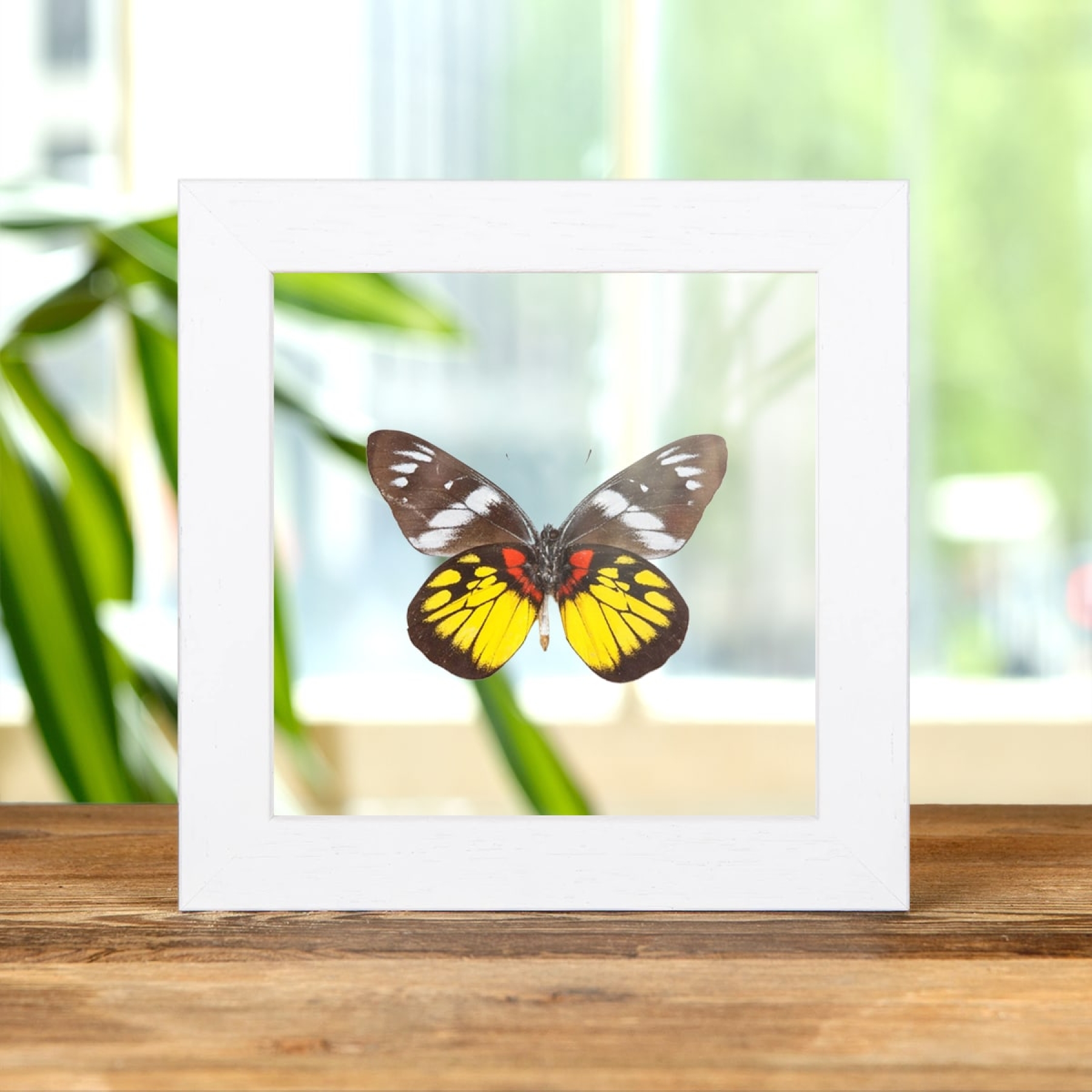 Malayan Jezebel Butterfly In Clear Glass Box Frame (Delias henningia)