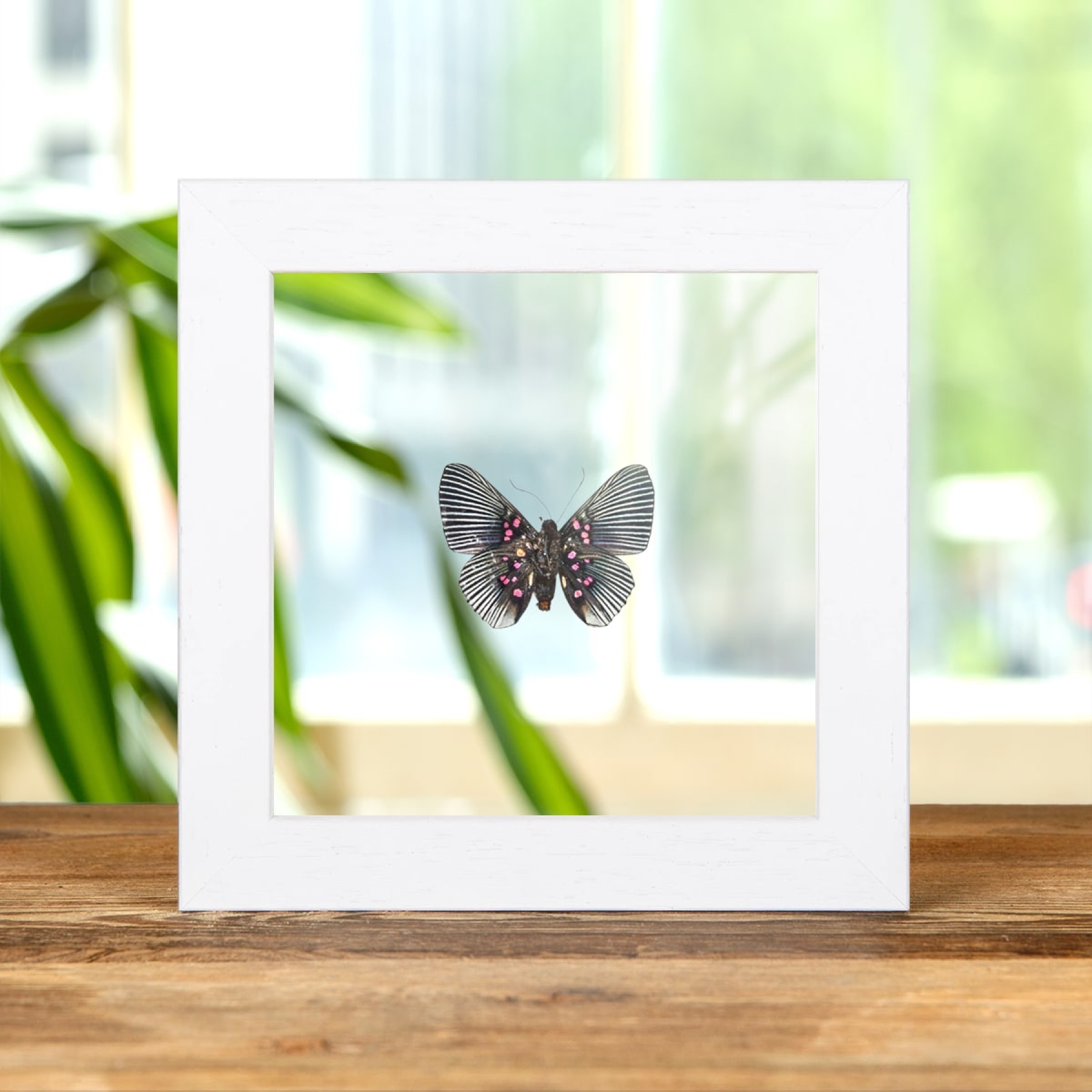 Apollo Metalmark In Clear Glass Box Frame (Lyropteryx apollonia)