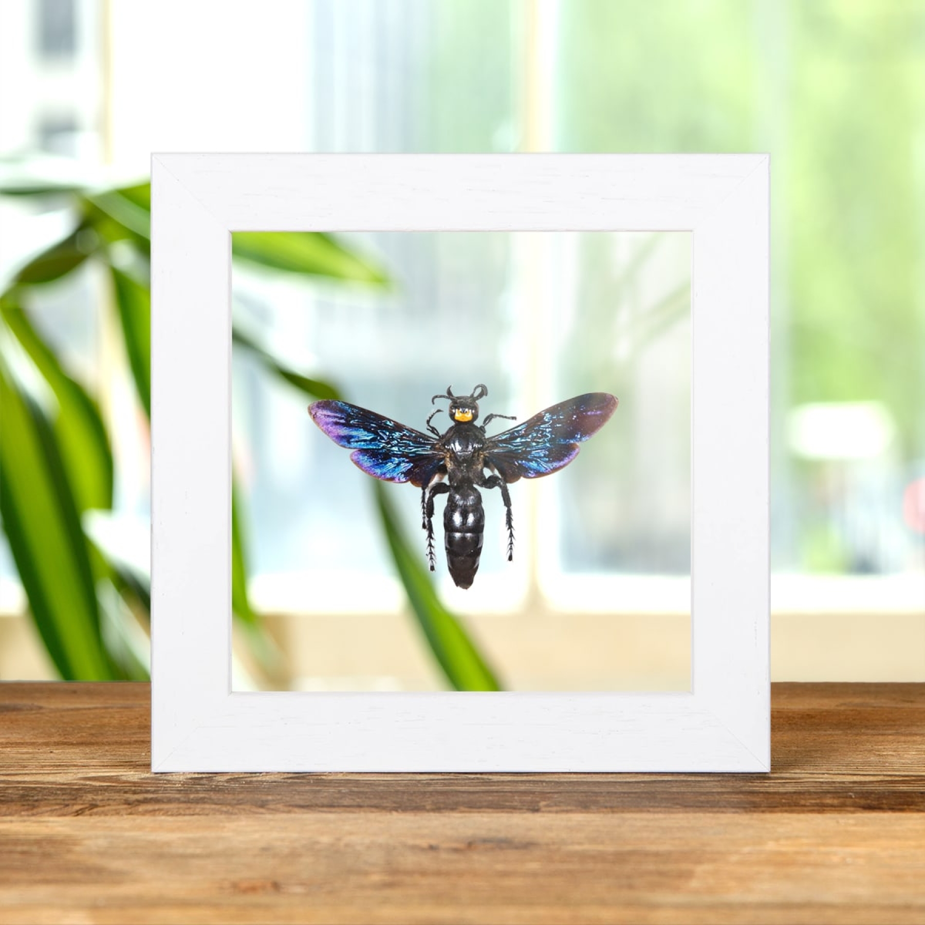 Megascolia velutina ducalis In Clear Glass Box Frame From indonesia