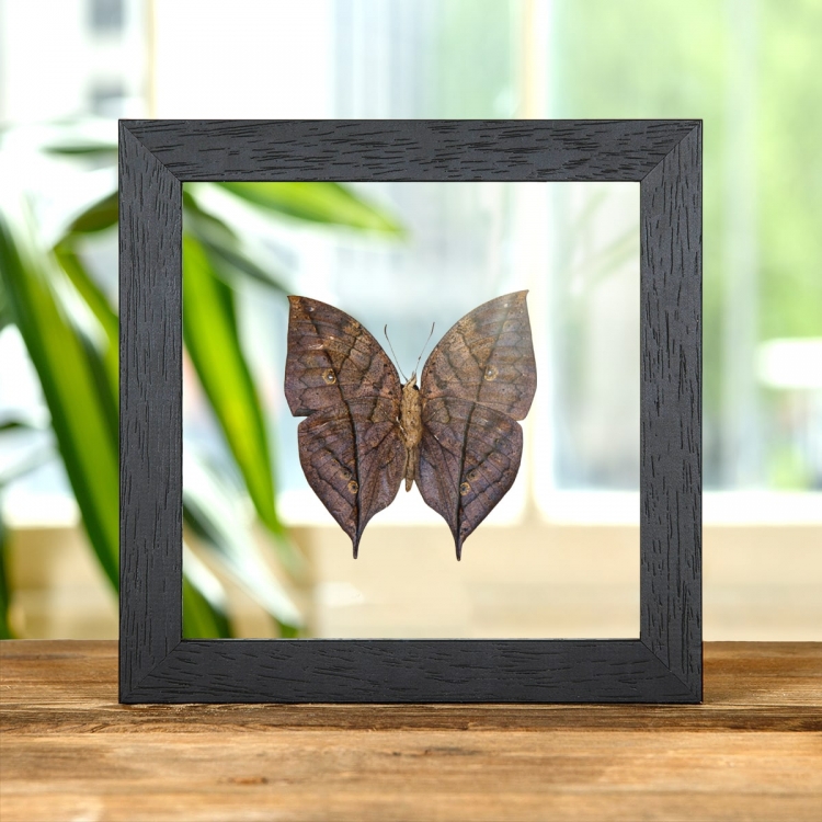 Dead Leaf Butterfly In Clear Glass Box Frame (Kallima inachus)
