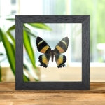 Minibeast Zodiac Moth In Clear Glass Box Frame (Alcides metaurus)