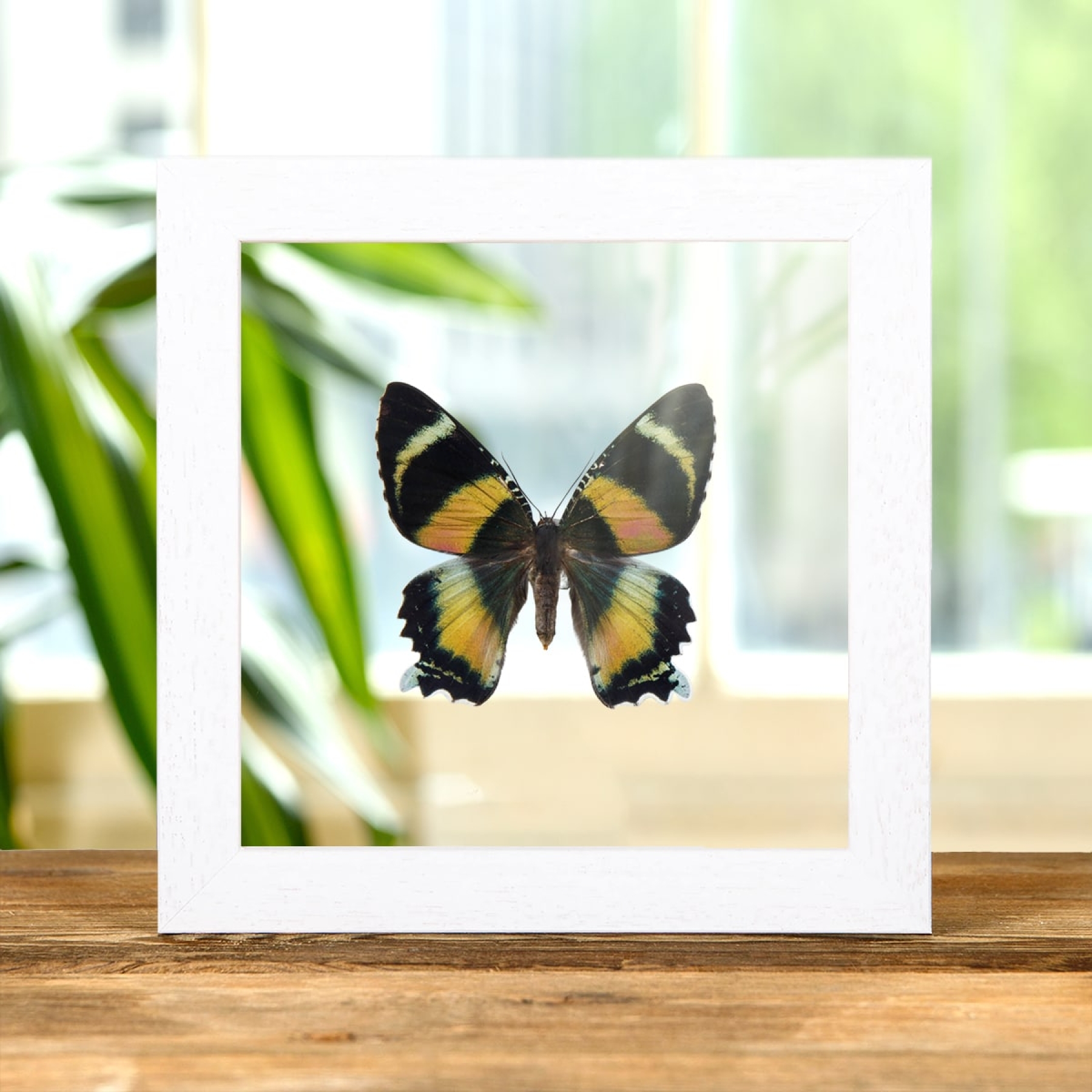 Zodiac Moth In Clear Glass Box Frame (Alcides metaurus)