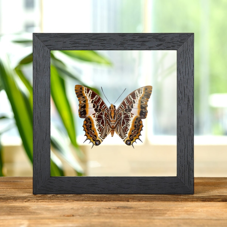Black-bordered Charaxes Ventral Side In Clear Glass Box Frame (Charaxes pollux)