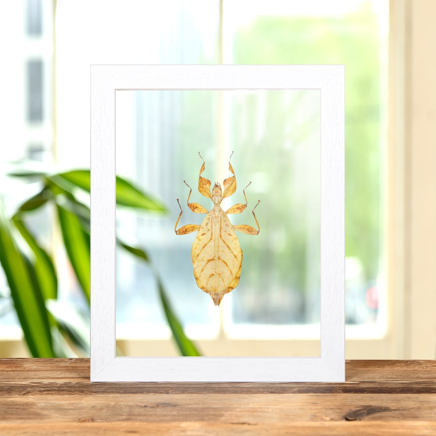 Minibeast Walking Leaf Insect In Clear Glass Box Frame (Phyllium letiranti)