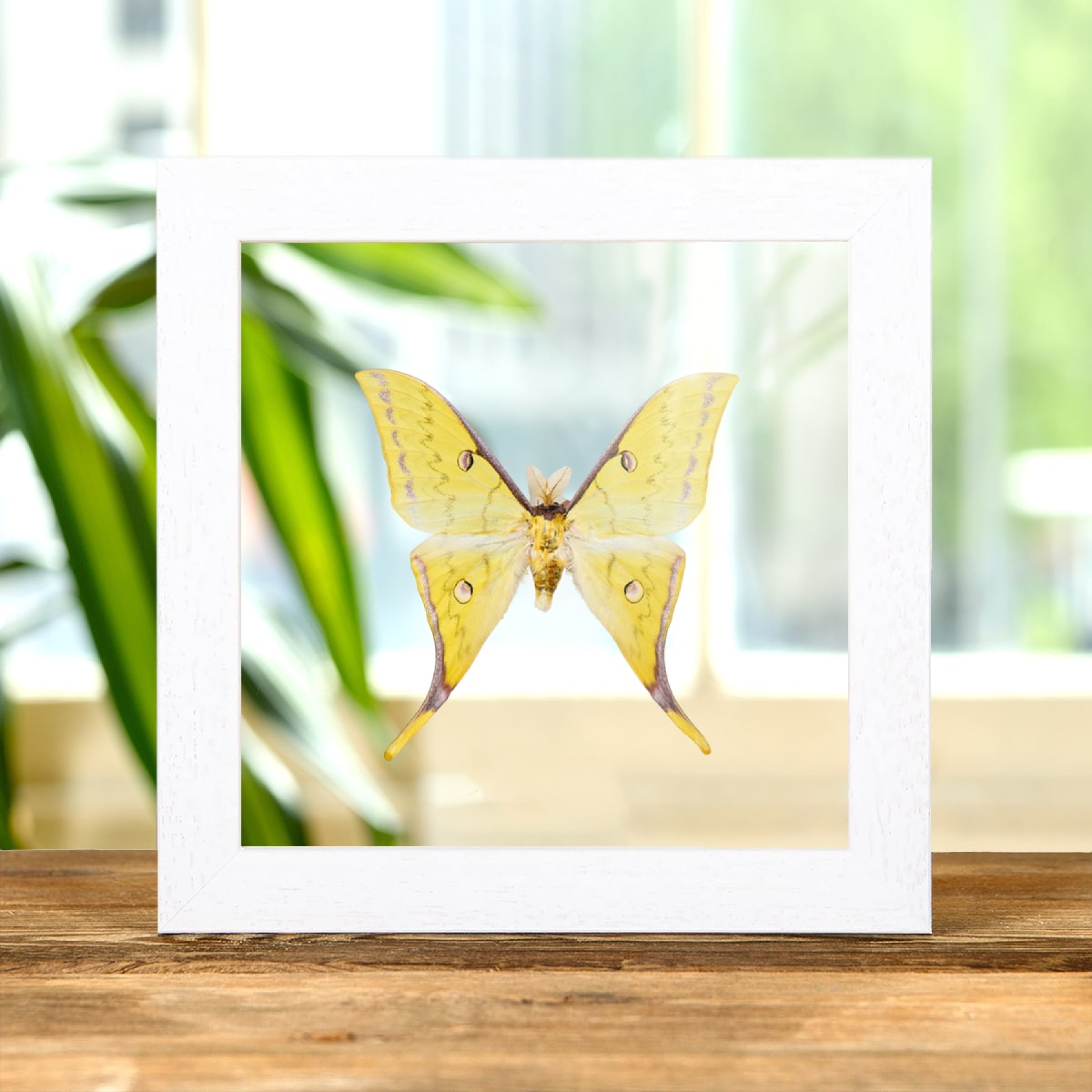 Minibeast Golden Moon Moth In Clear Glass Box Frame (Actias sinensis)