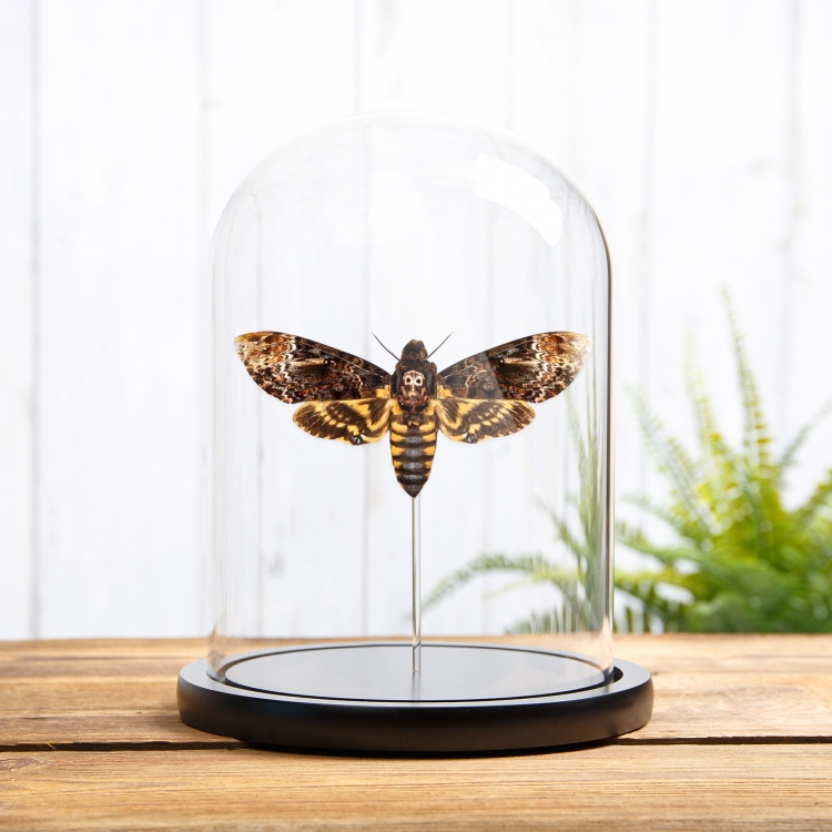Death's Head Hawk Moth In Glass Dome (Acherontia lachesis)