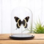 Minibeast Magnificent Swallowtail In Glass Dome (Papilio garamas)