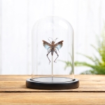 Minibeast Blue Short-horned Grasshopper In Glass Dome (Coloracris azureus)