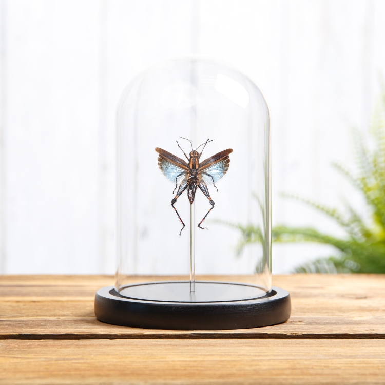 Blue Short-horned Grasshopper In Glass Dome (Coloracris azureus)