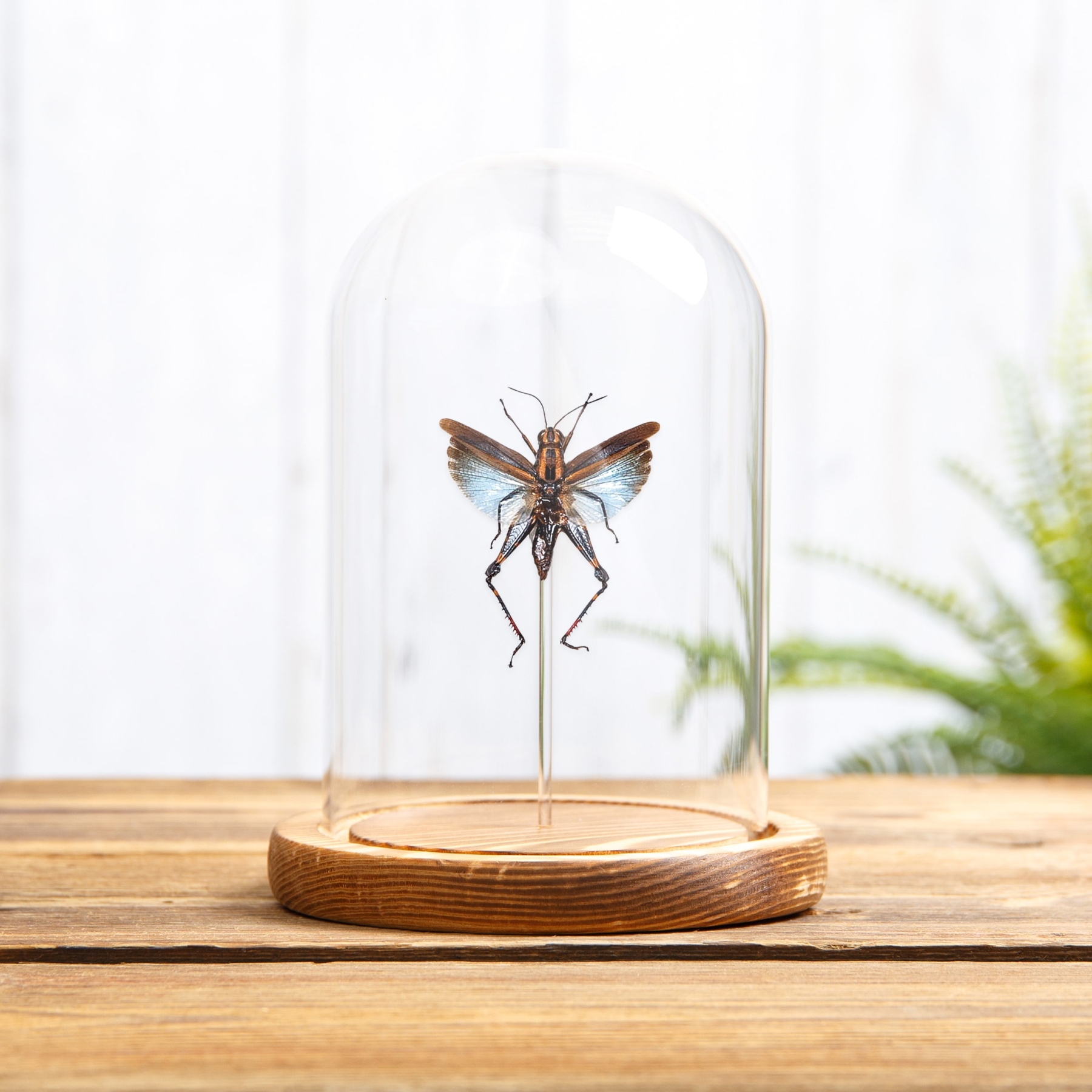 Blue Short-horned Grasshopper In Glass Dome (Coloracris azureus)