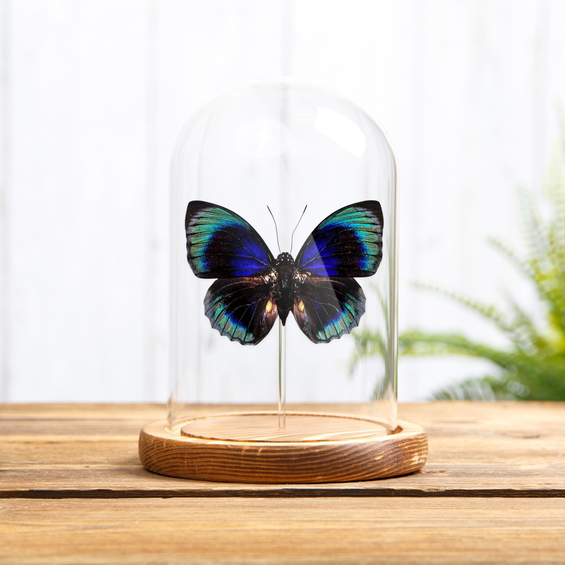 Agrias Butterfly In Glass Dome (Agrias beata beatifica)