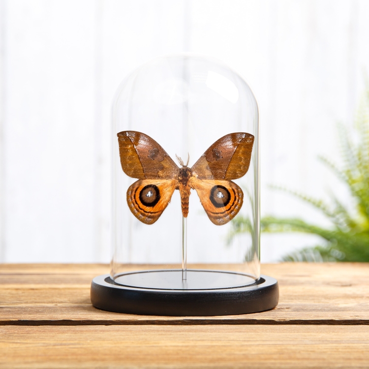 Silkworm Moth In Glass Dome with Wooden Base(Automeris excreta)