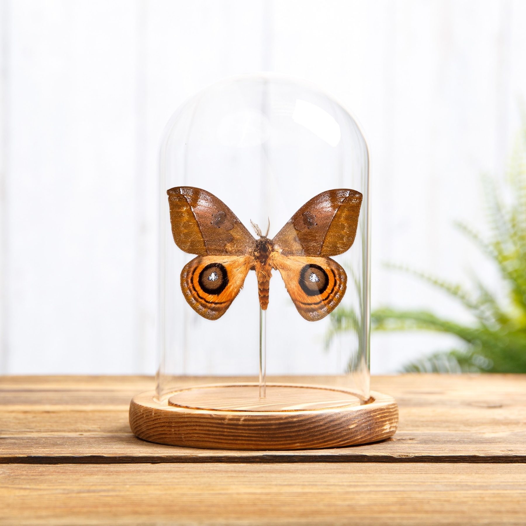 Minibeast Papillon de Ver à Soie sous cloche en verre avec Base en Bois (Automeris excreta)