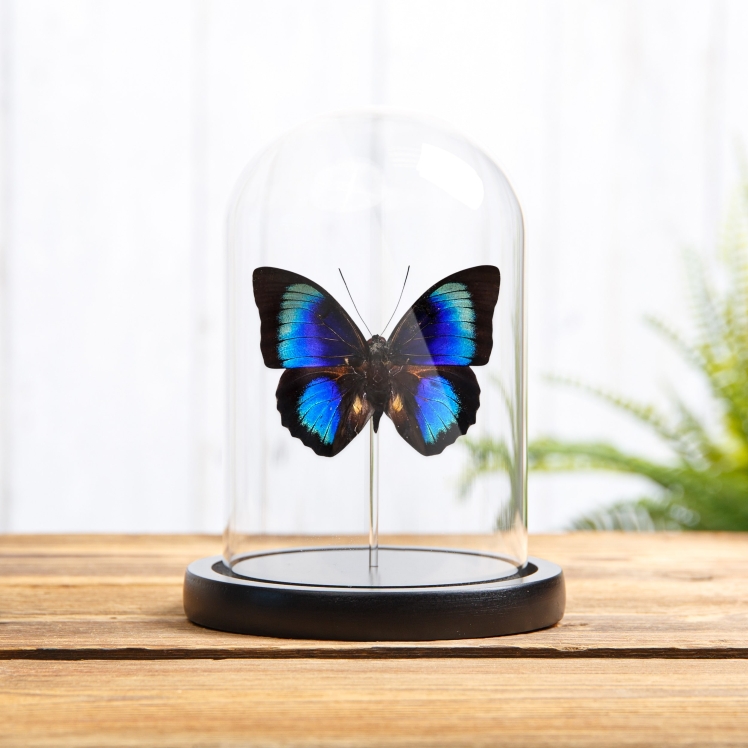 Rare Electric Blue Agrias x Prepona Hybrid Butterfly In Glass Dome (Agrias hewitsonis x prepona sp) Rare Electric Blue Agrias x Prepona Hybrid Butterfly In Glass Dome (Agrias hewitsonis x prepona sp)