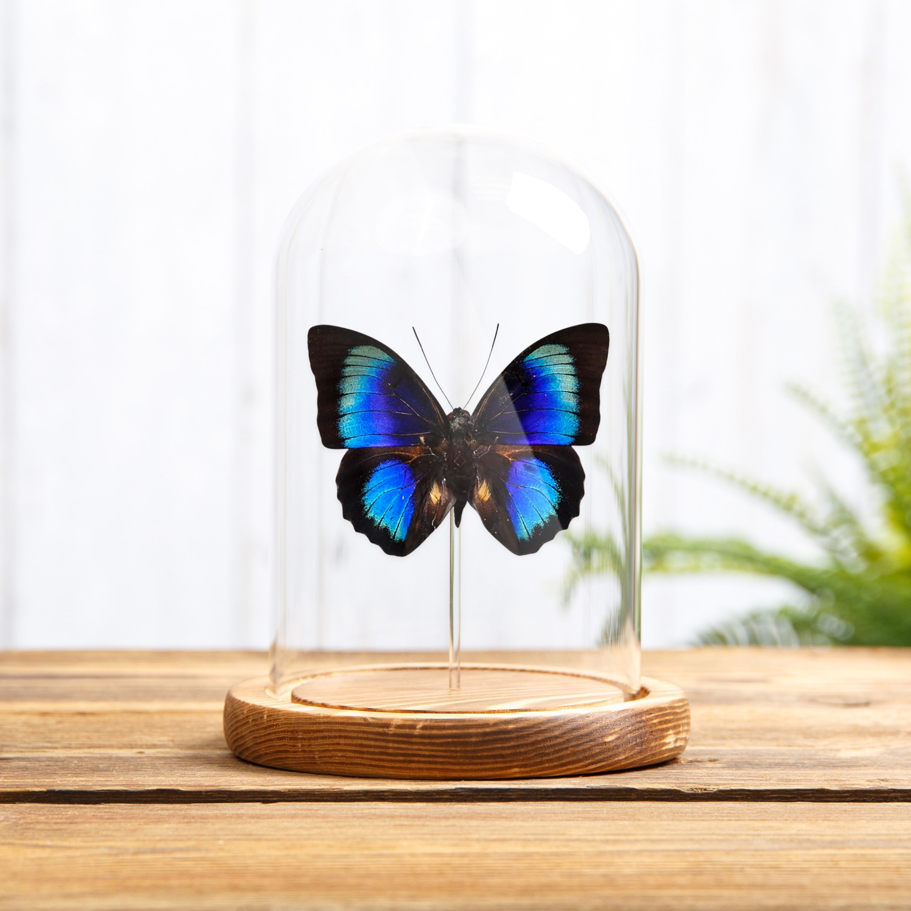Rare Electric Blue Agrias x Prepona Hybrid Butterfly In Glass Dome (Agrias hewitsonis x prepona sp) Rare Electric Blue Agrias x Prepona Hybrid Butterfly In Glass Dome (Agrias hewitsonis x prepona sp)