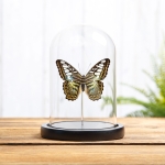 Minibeast The Clipper Butterfly In Glass Dome (Parthenos sylvia apicalis)