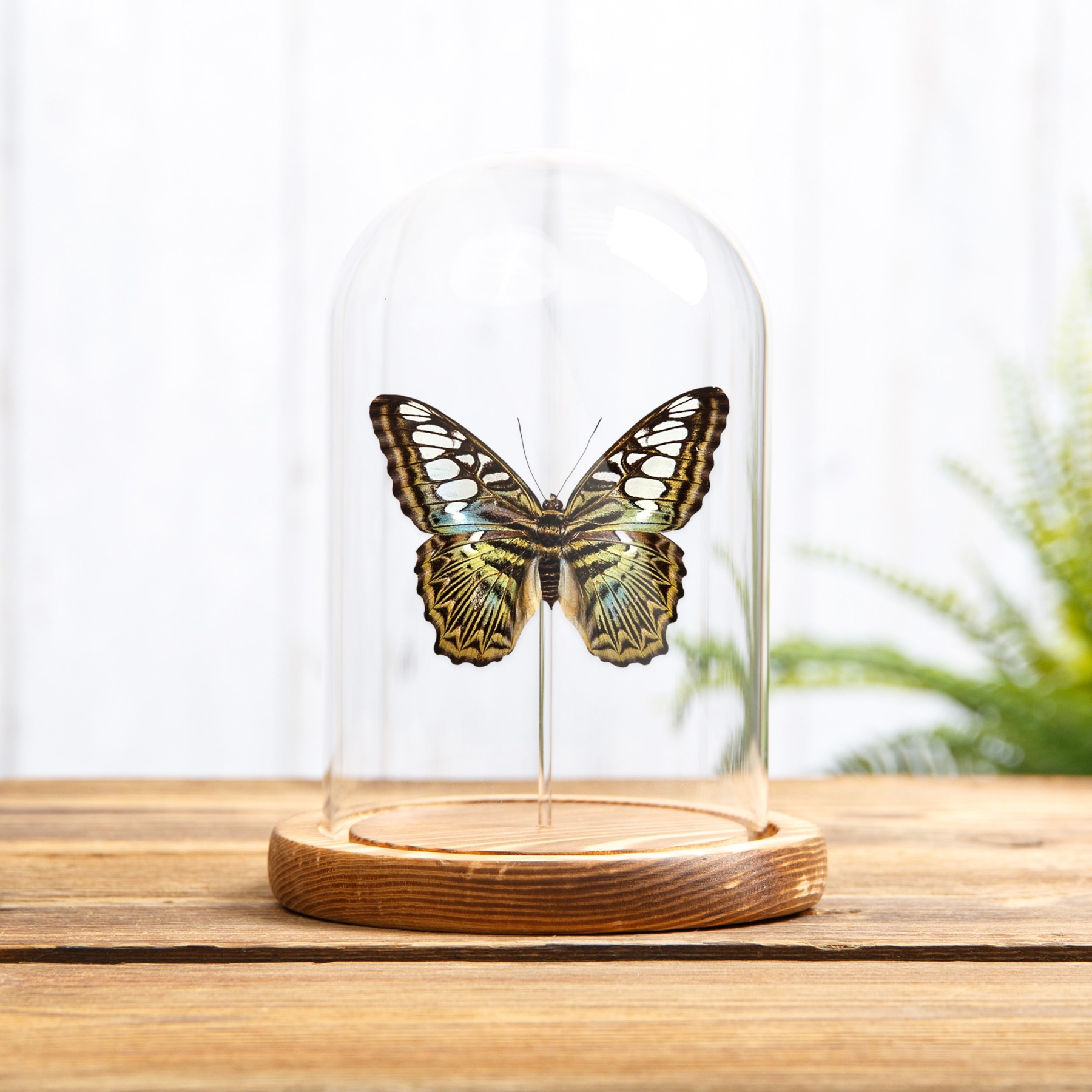 The Clipper Butterfly In Glass Dome (Parthenos sylvia apicalis) The Clipper Butterfly In Glass Dome (Parthenos sylvia apicalis)