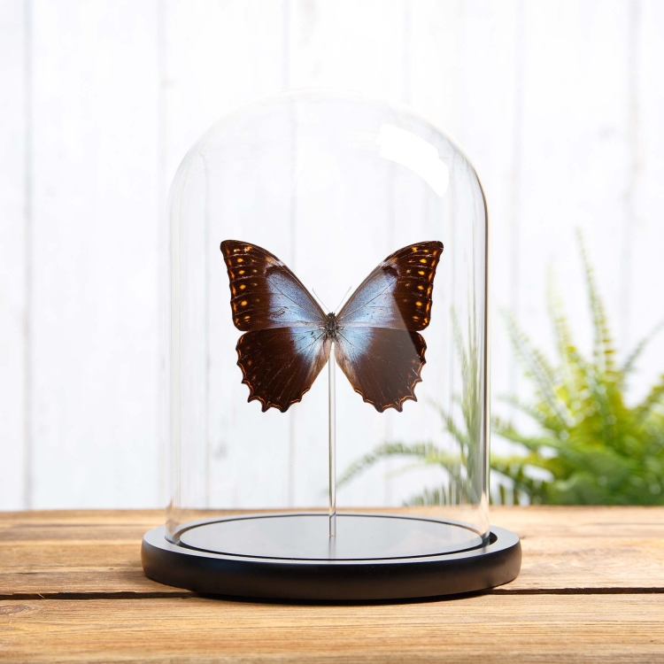 Theseus Morpho In Glass Dome with Wooden base (Morpho theseus schewetzeri)