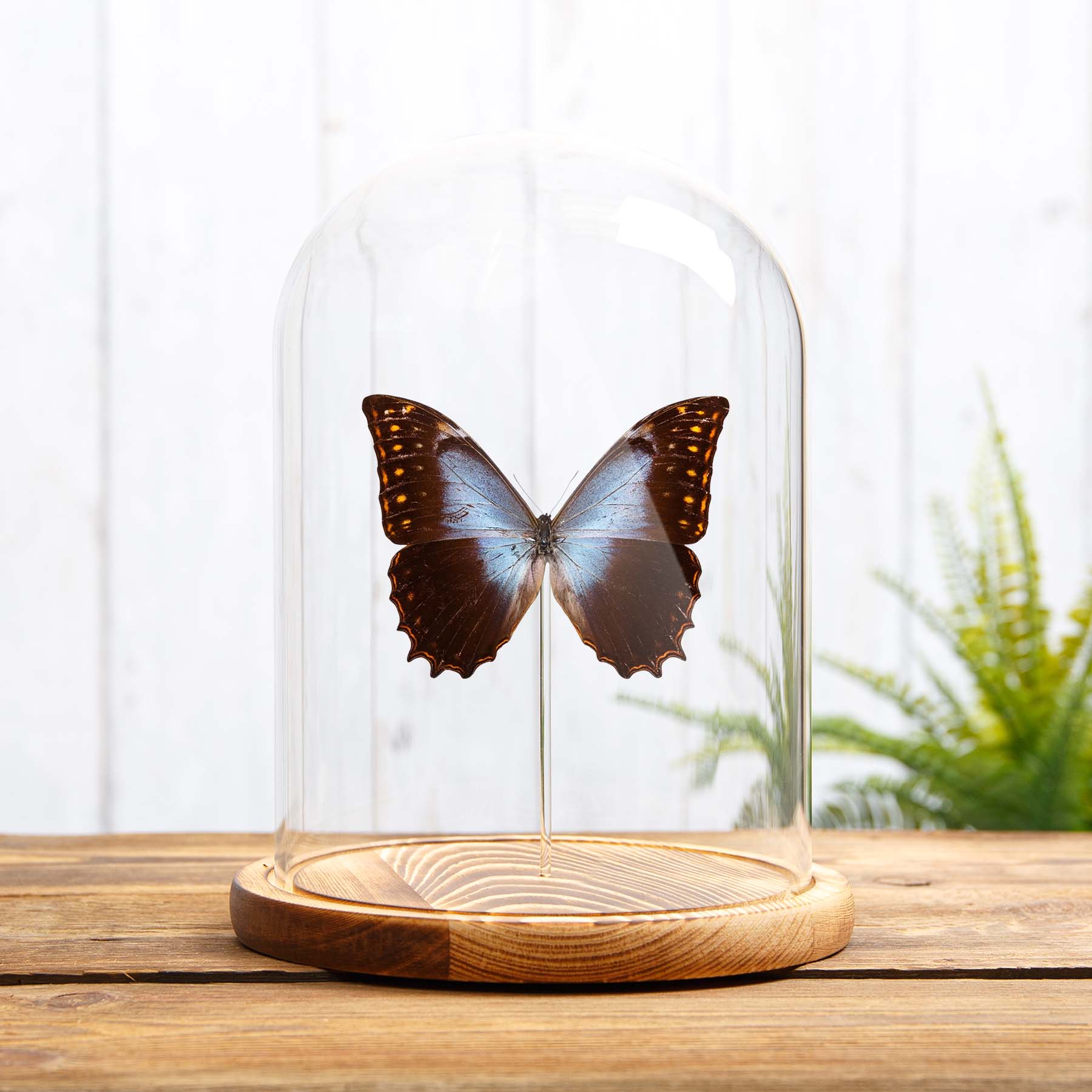 Theseus Morpho In Glass Dome with Wooden base (Morpho theseus schewetzeri)
