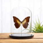 Minibeast Hercules Morpho Butterfly In Glass Dome (Morpho hercules diadema)