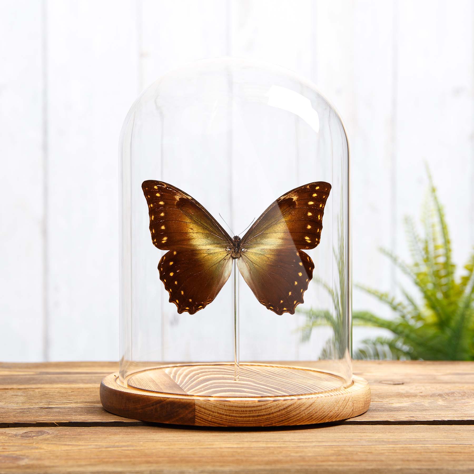 Hercules Morpho Butterfly In Glass Dome (Morpho hercules diadema)