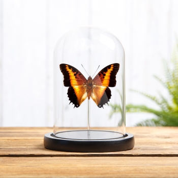 Black-bordered Charaxes In Glass Dome (Charaxes pollux)