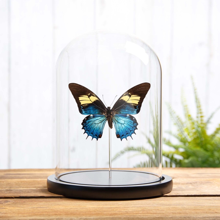 Female Queen Swallowtail In Glass Dome (Papilio androgeus)