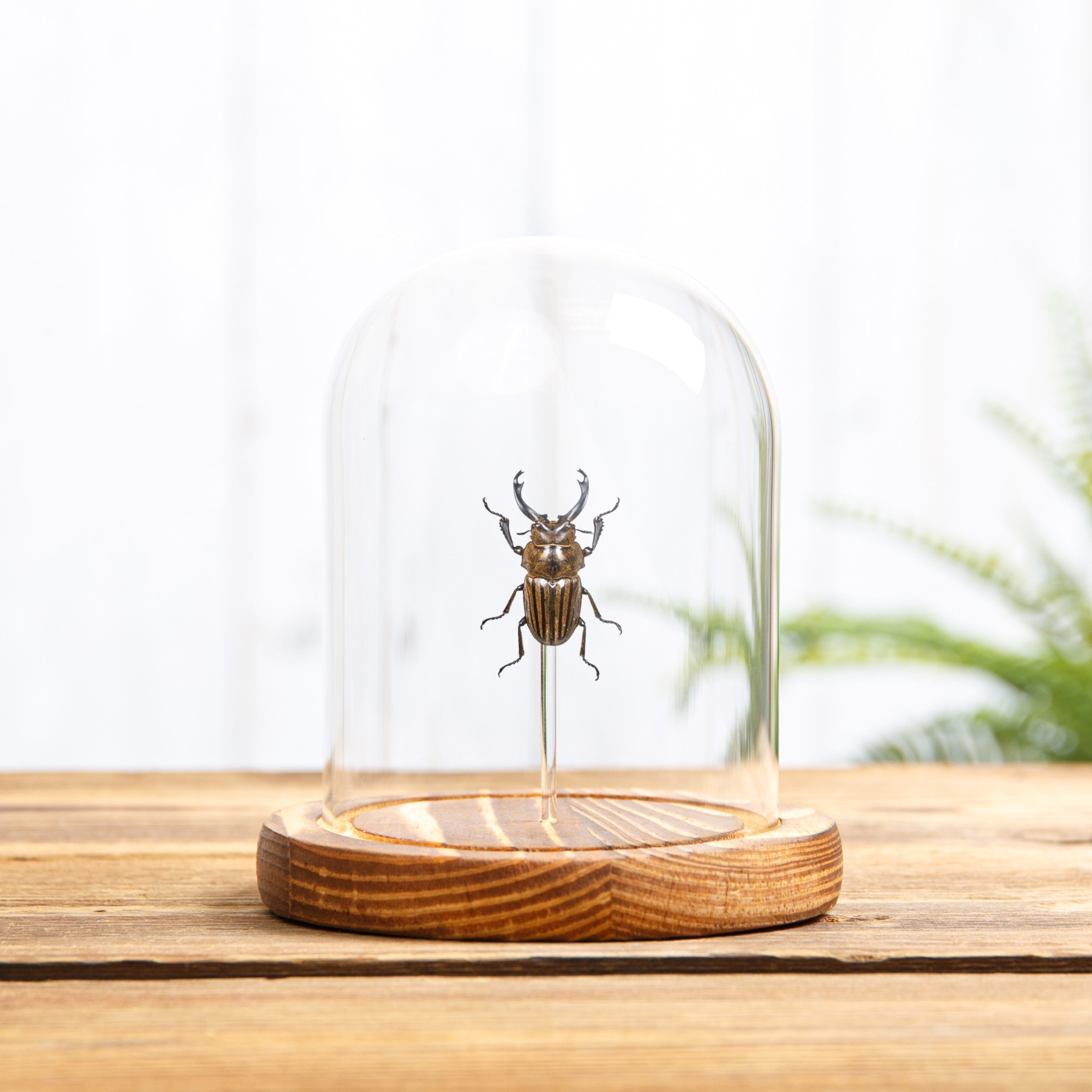 Minibeast Calcodes striata In Glass Dome From Sumatra