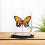 Minibeast Regal Fritillary In Glass Dome (Speyeria idalia)