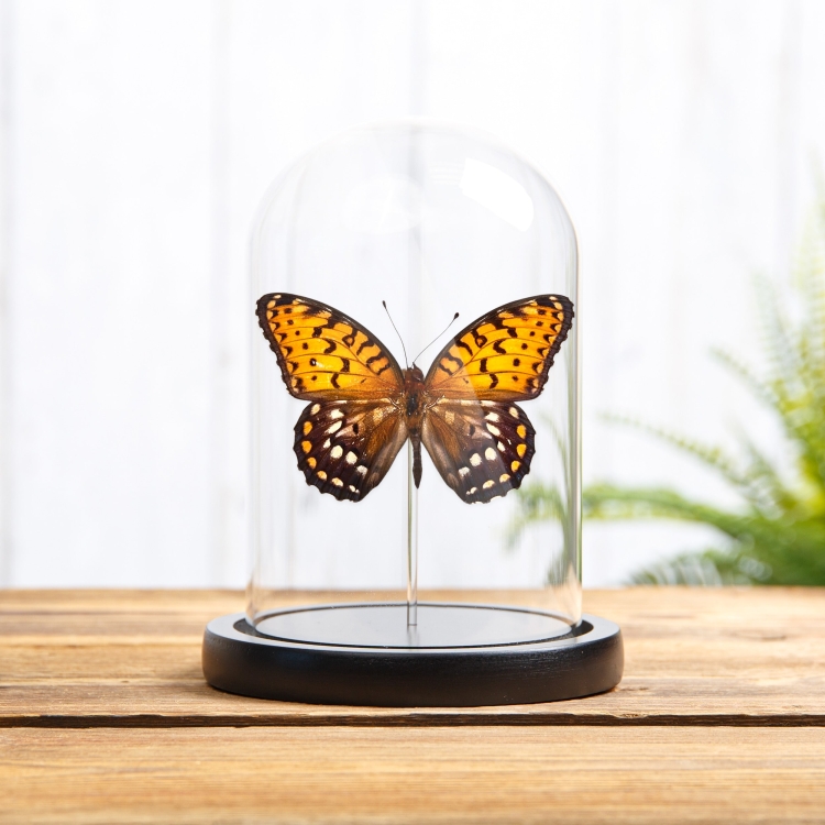 Regal Fritillary In Glass Dome (Speyeria idalia)