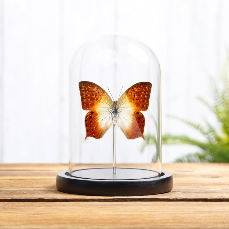 Forest Pearl Charaxes In Glass Dome (Charaxes fulvescens)